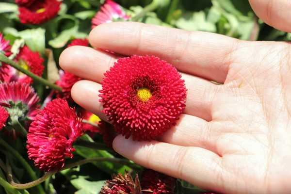 雏菊花期,雏菊图片