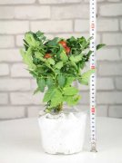 盆栽圣女果的种植方法
