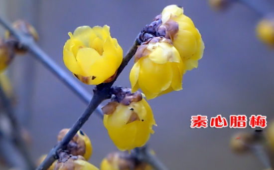 素心腊梅长什么样素心腊梅图片