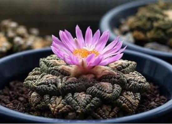 盘点十大最贵多肉天价霓虹灯玉露晶最贵起价10万