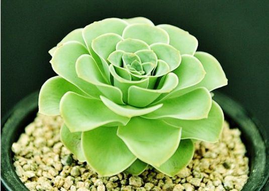 多肉植物价钱