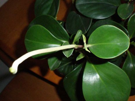 豆瓣绿开花吗:护养得当会开2次花_依稀植物网