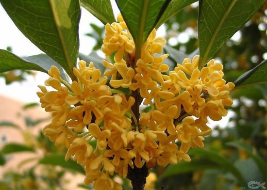 漂亮的桂花