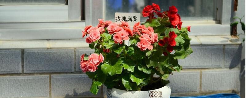 盆栽玫瑰花修剪注意事项