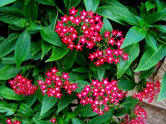 五星花种植：五星花的种植方法