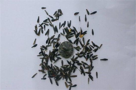 小丽花种子怎么种详解小丽花的播种和养殖方法