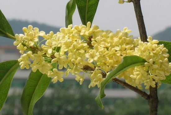 桂花为何不发芽