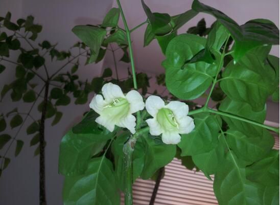 幸福树开花吗幸福树开花有什么预兆幸福平安