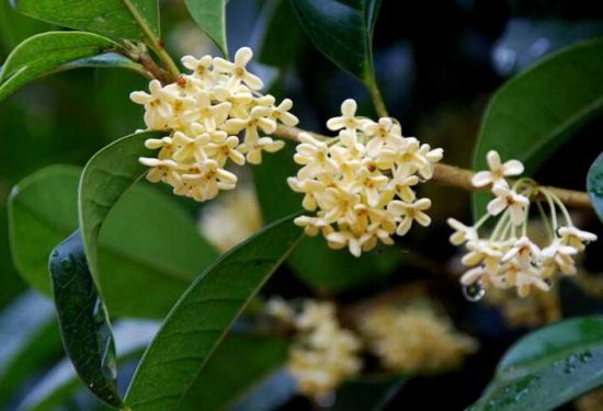 桂花树种植技术_野桂花种植_桂花种植密度