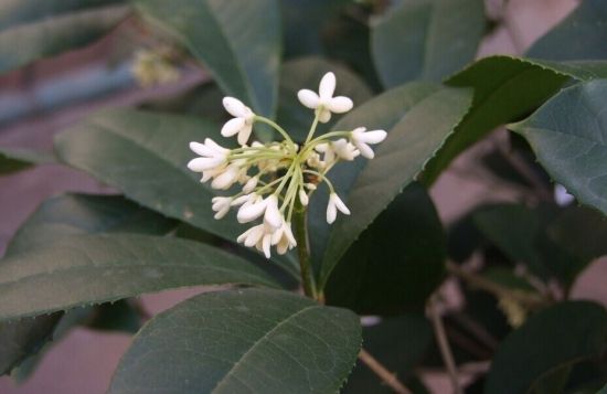 四季桂开的花