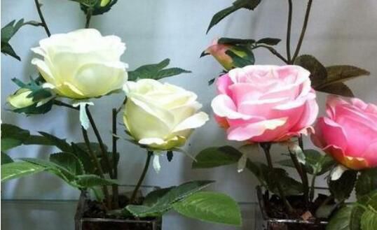盆栽玫瑰花怎么养?盆栽玫瑰花怎么浇水
