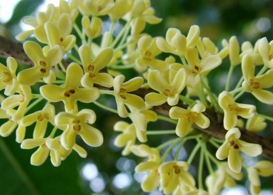 桂花 桂花