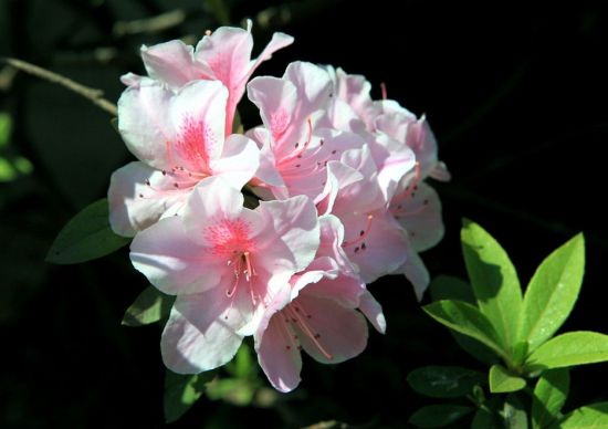 杜鹃花图片欣赏