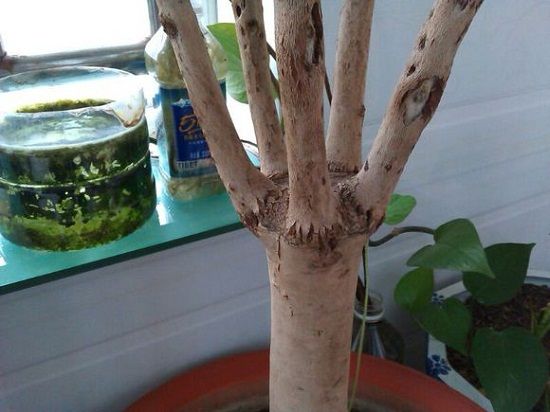 茶花的嫁接方法步骤详解_依稀植物网