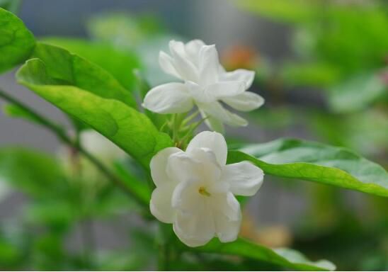 茉莉的剪修方法，4种修剪技巧让茉莉花快速爆盆