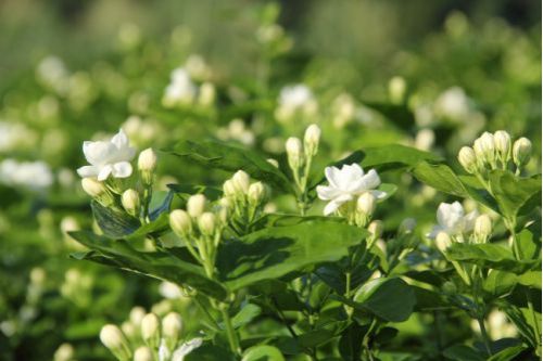 茉莉花不开花怎么办 茉莉花不开花怎么办