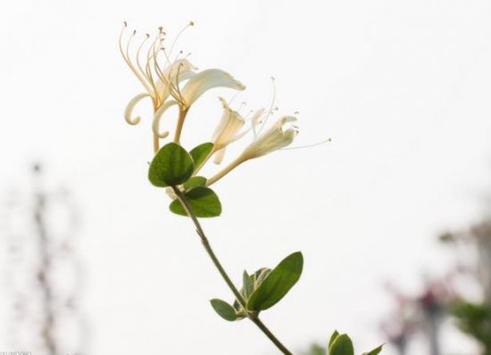 金银花的价钱