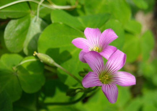 花卉对光照有哪些要求_依稀植物网
