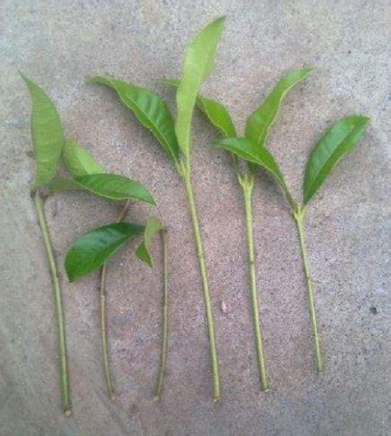 20种常见植物的扦插方法和注意事项