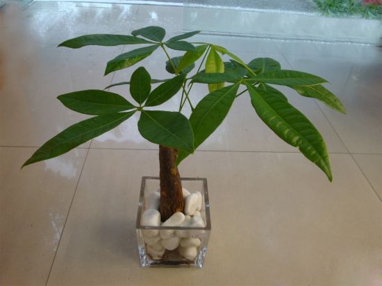 发财树图片欣赏