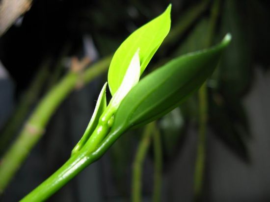 å¹³å®æ å«©è½å¾ç