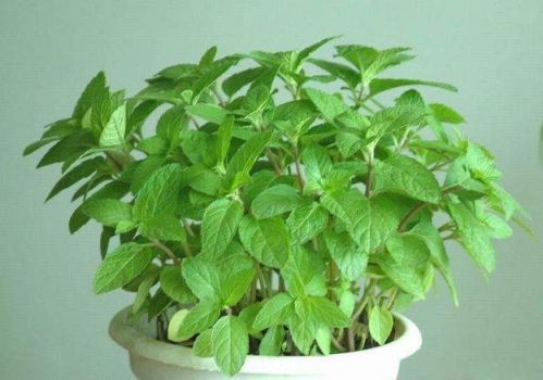 薄荷的种植方法选择没有病虫害健壮的地下根