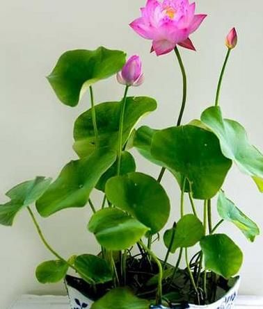 无土栽培荷花