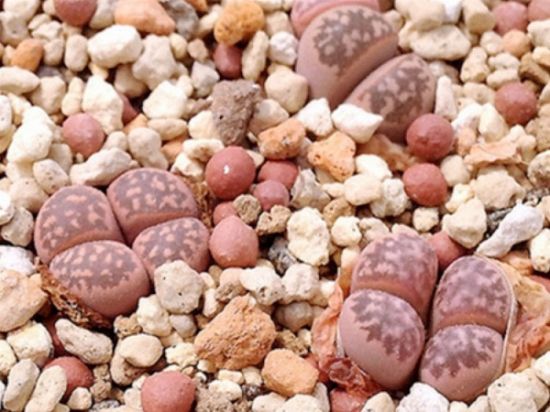 茧形玉——Lithops marmorata v. marmorata ‘Polepsky Smaragd’ 茧形玉——Lithops marmorata v. marmorata ‘Polepsky Smaragd’