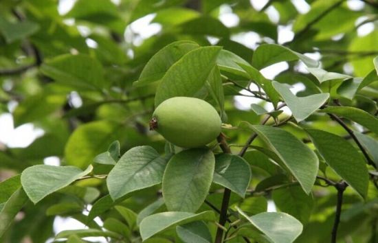 苹果属海棠和木瓜属海棠都无毒