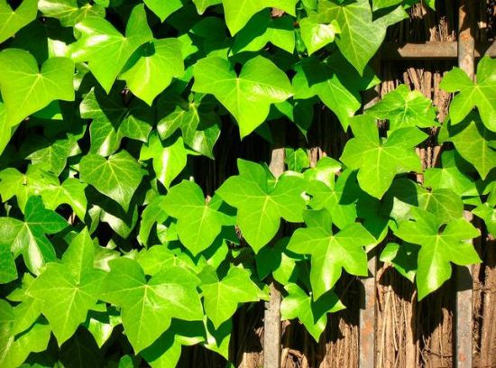 家里养什么花好:家庭植物养殖有讲究