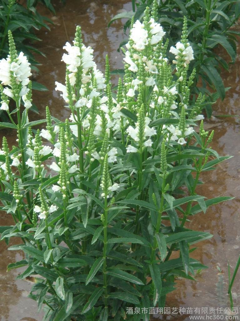 造花园水生植物Building/AquaticPlant