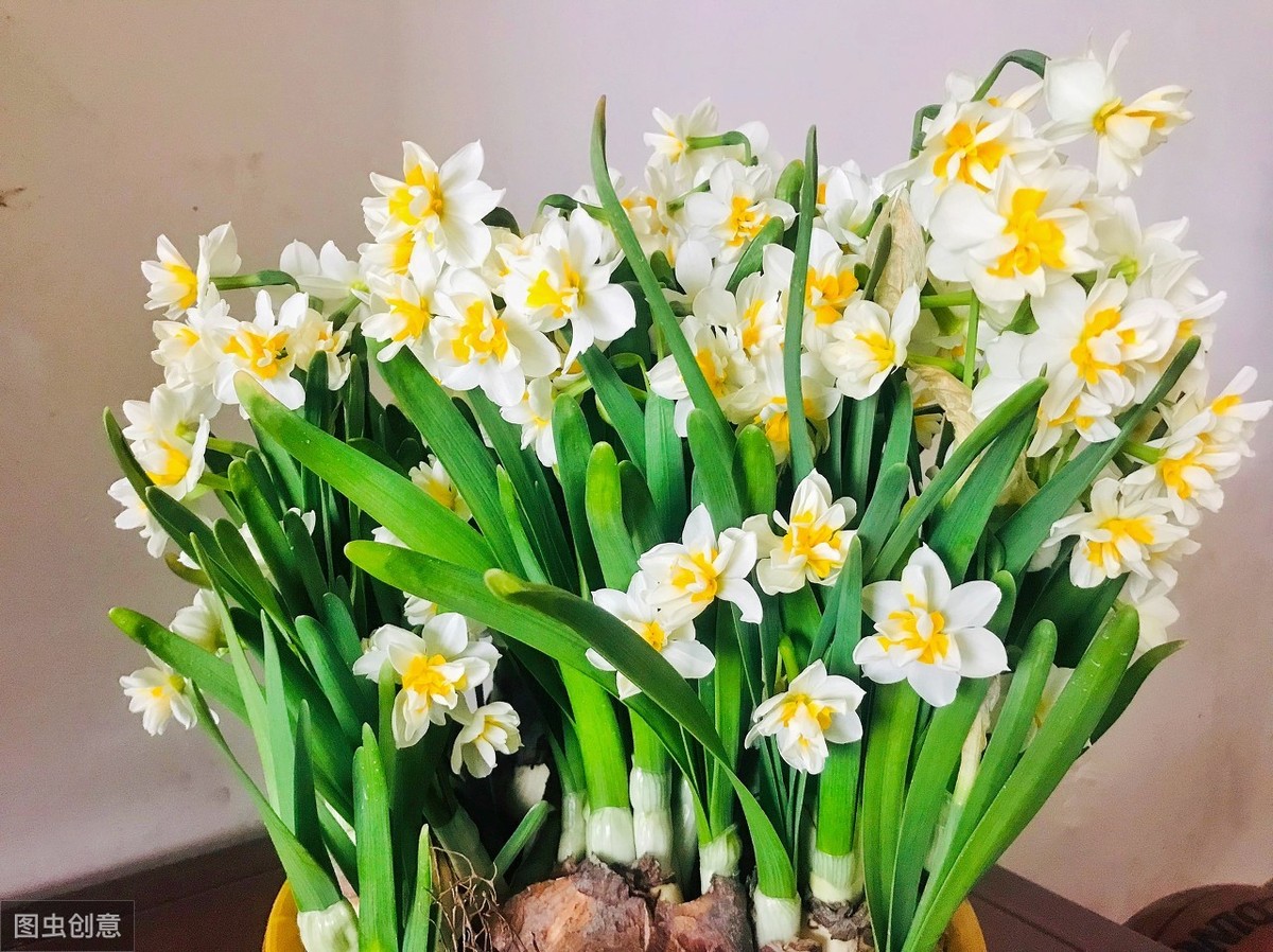水仙花养护，做好6点，叶片浓绿不徒长，花儿开得多又香