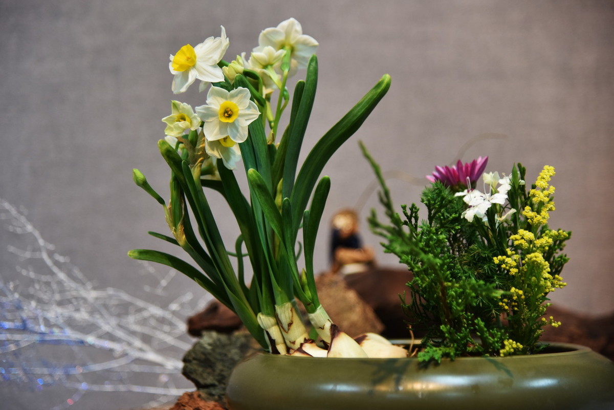 水仙花养护，做好6点，叶片浓绿不徒长，花儿开得多又香