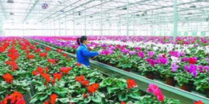 青山区出口花卉生产厂家,花卉