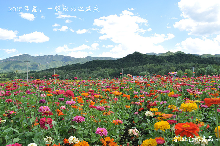 圆肉质叶黄花木本_观叶木本植物图片及名称_榛叶黄花稔