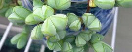碧玉莲怎么才能开花(碧玉莲开花)