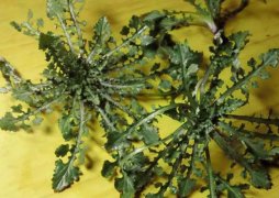 荠菜的功效与作用(妇科炎症最怕三种野菜)