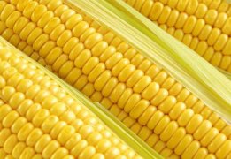 玉米的营养价值(菜苔的营养价值表)