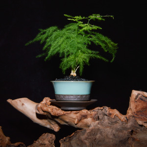 文竹的植物文化