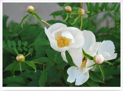 白芍的病虫防治