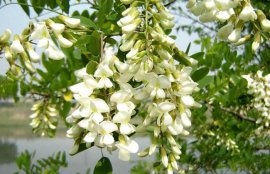 孕妇能吃槐花吗？(冷藏的槐花孕妇能吃吗)