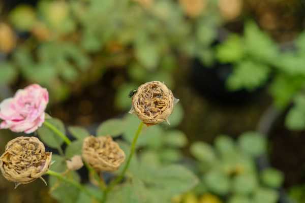 月季花的特点,月季花的图片