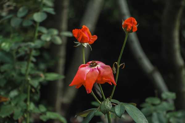 月季花的特点,月季花的图片