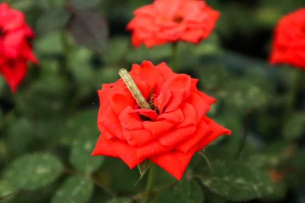 月季花的特点,月季花的图片
