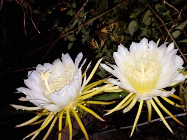 昙花叶子发软下垂怎么办