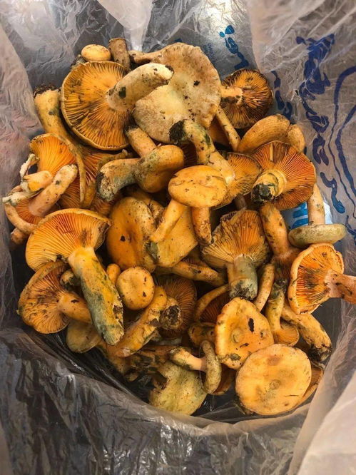 松菌的营养价值与功效