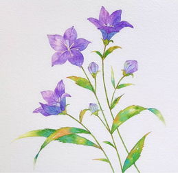吉梗花