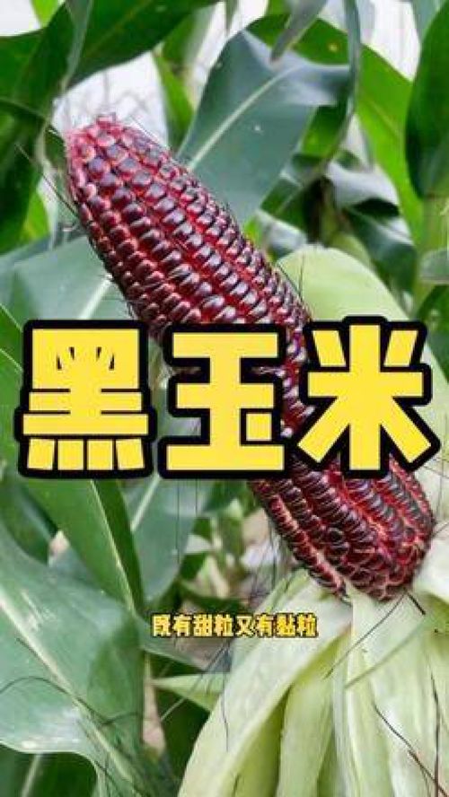玉米种子结构图及作用