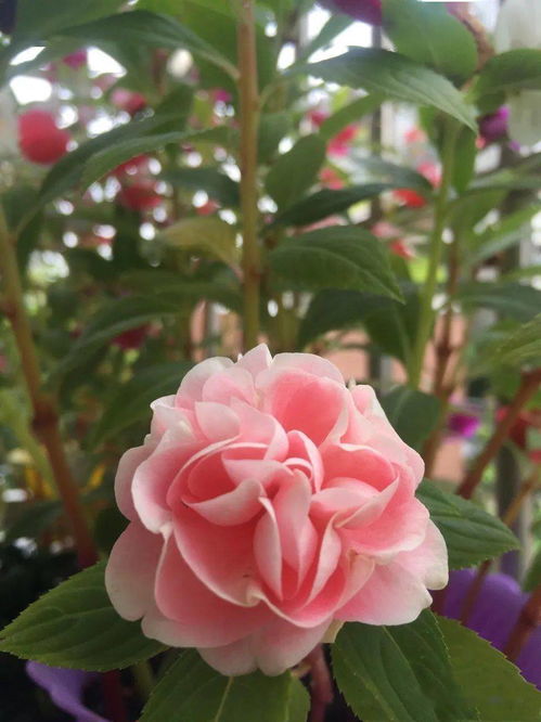 茶花凤仙