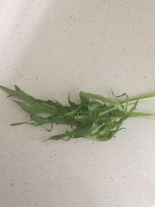 3000种蔬菜名称大全
